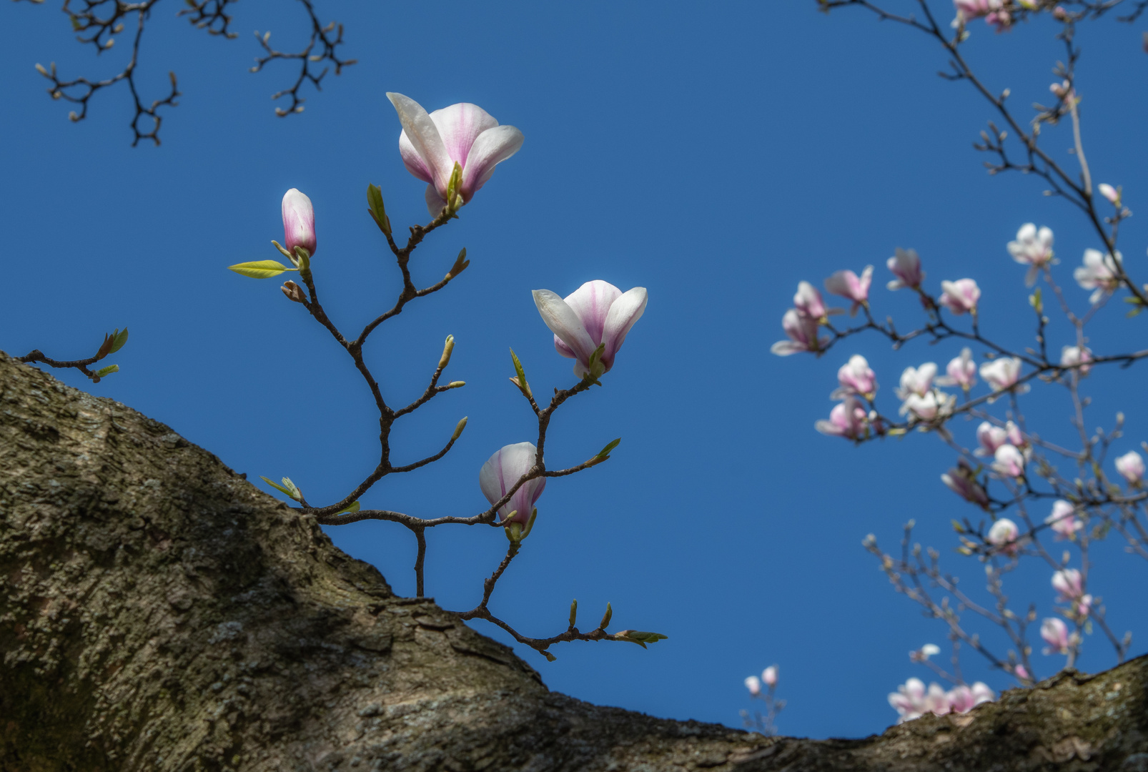 Frühling,