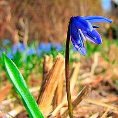 Frühling