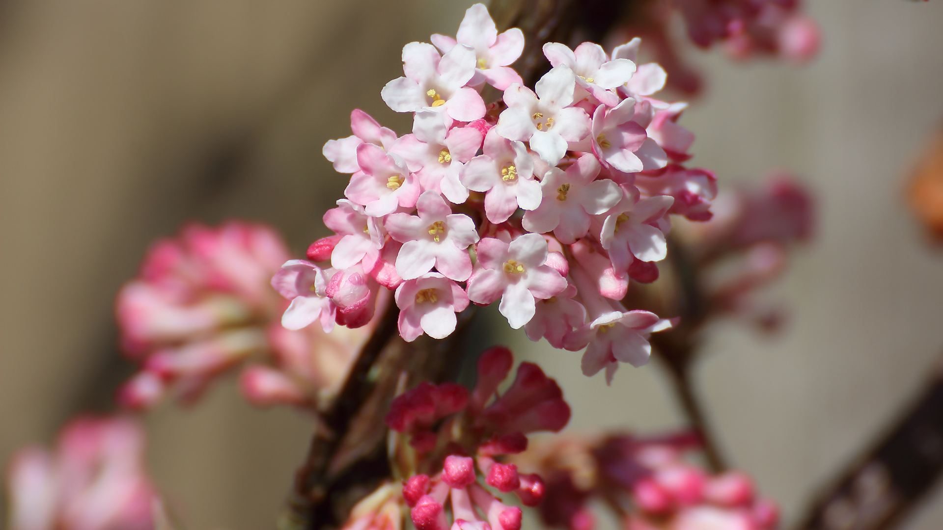 Frühling