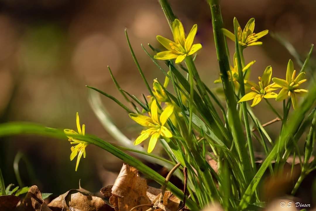 Frühling