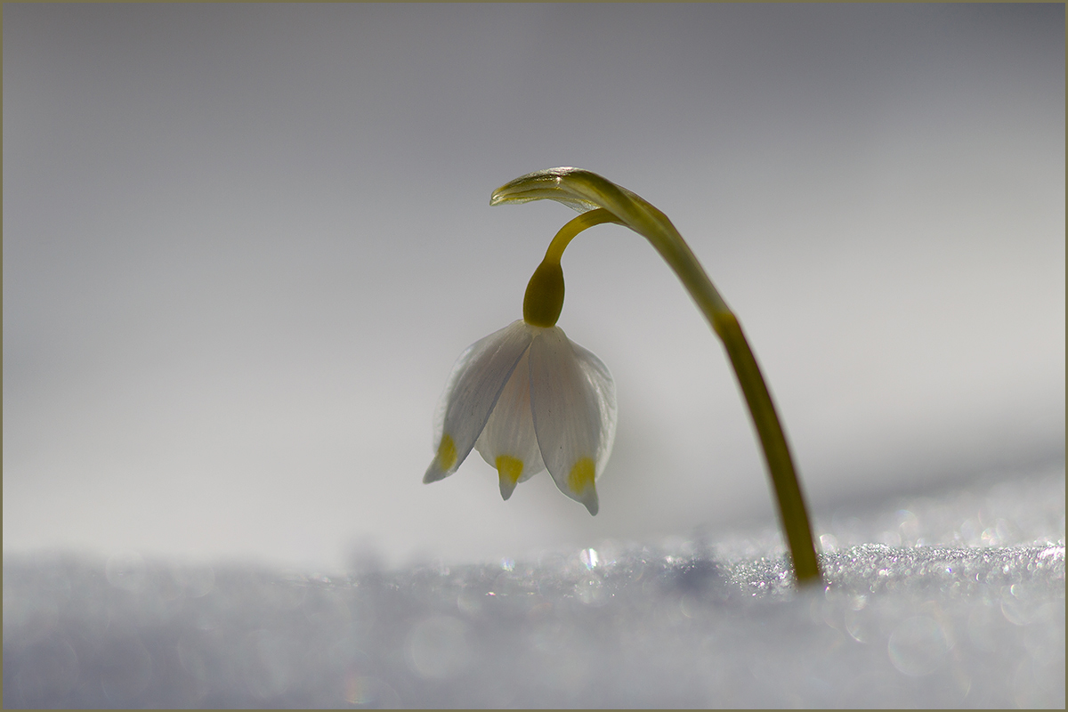 Frühling?