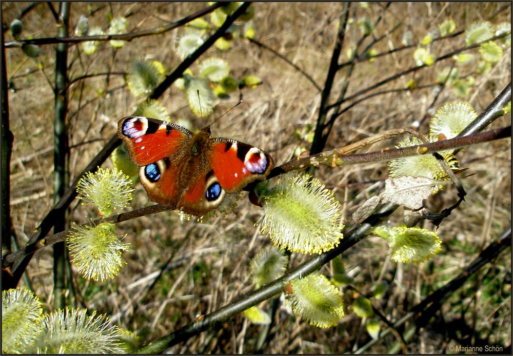 * FRÜHLING *