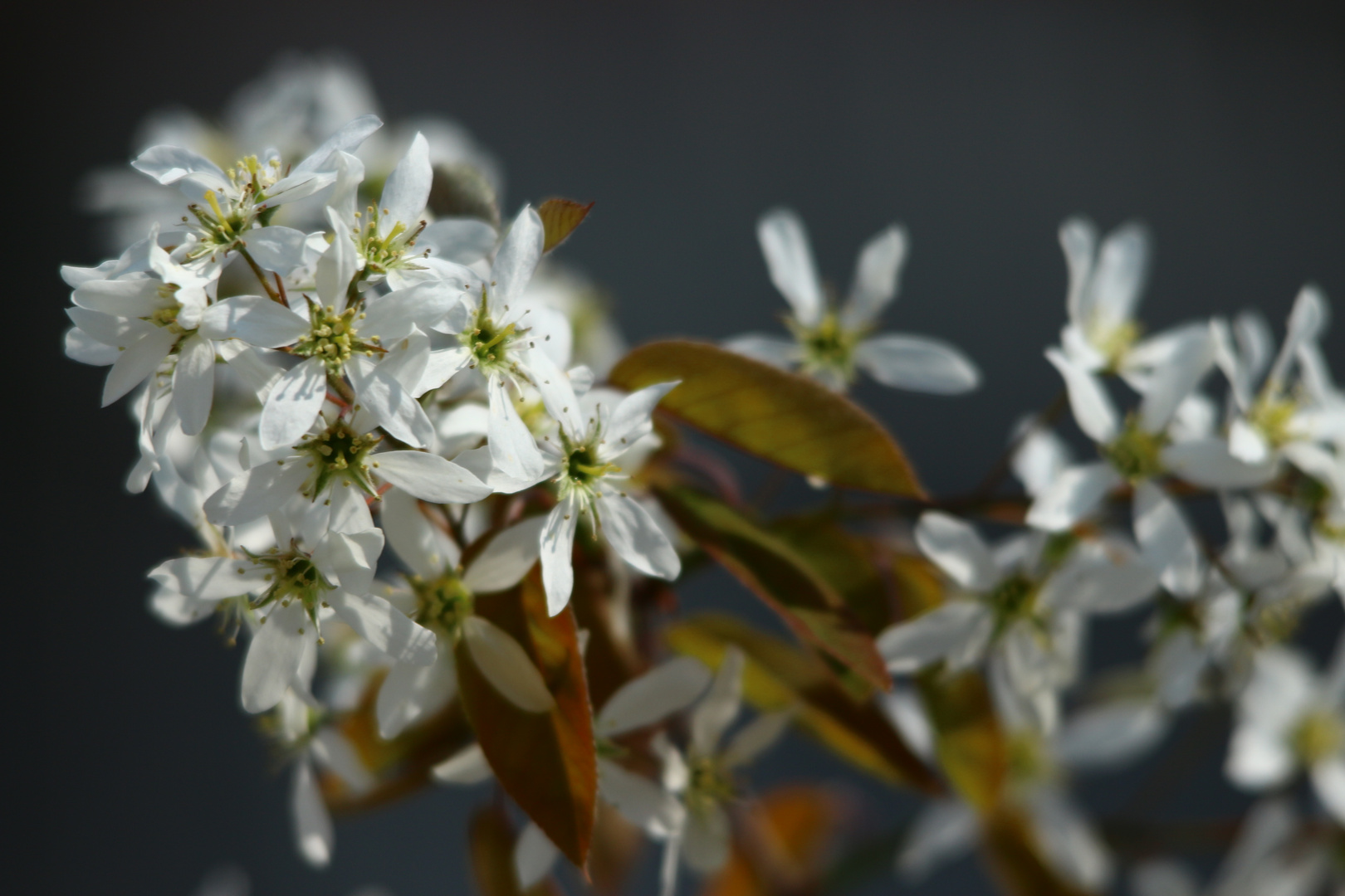 Frühling