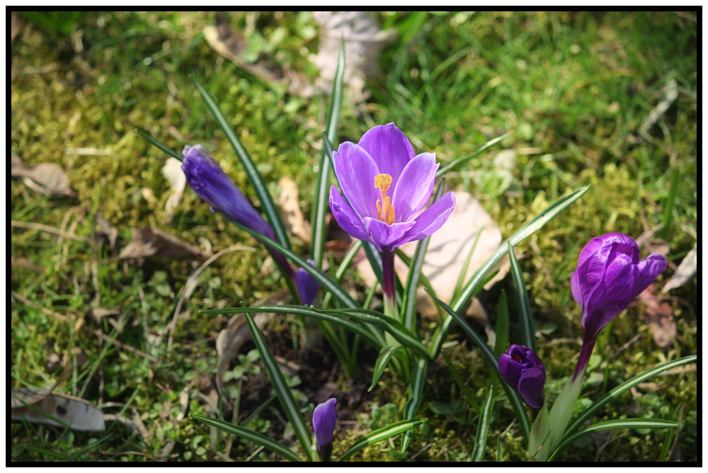 Frühling