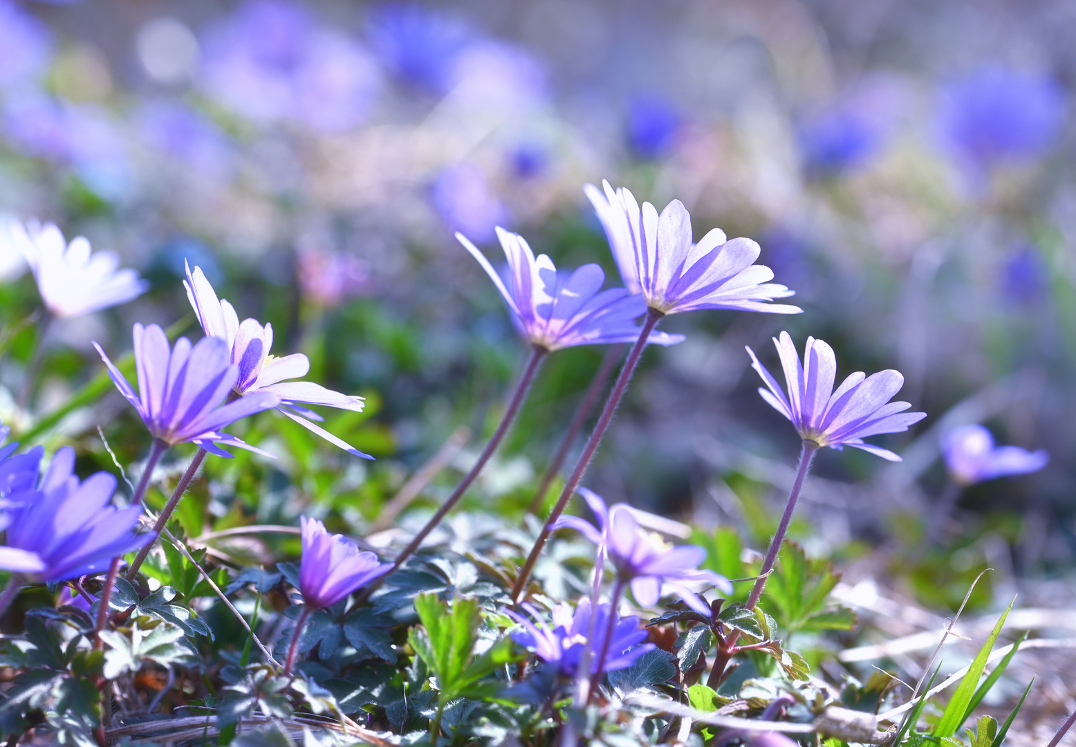 frühling