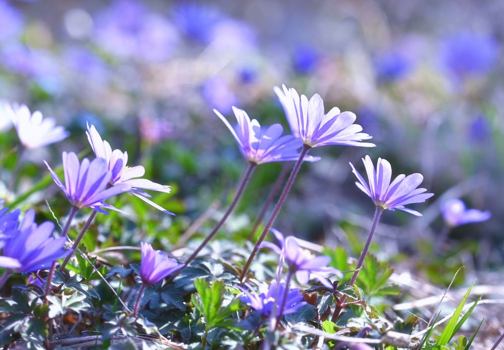 frühling