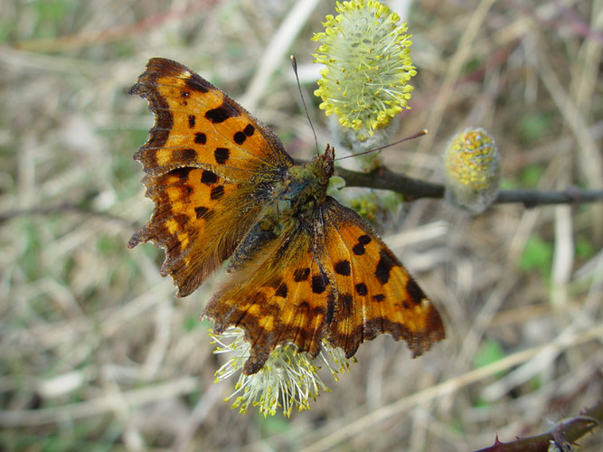 Frühling