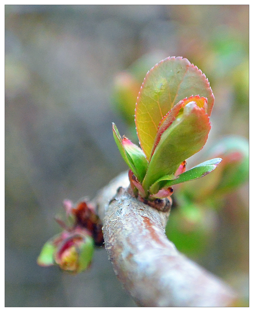 ...frühling...