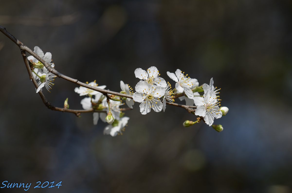 Frühling