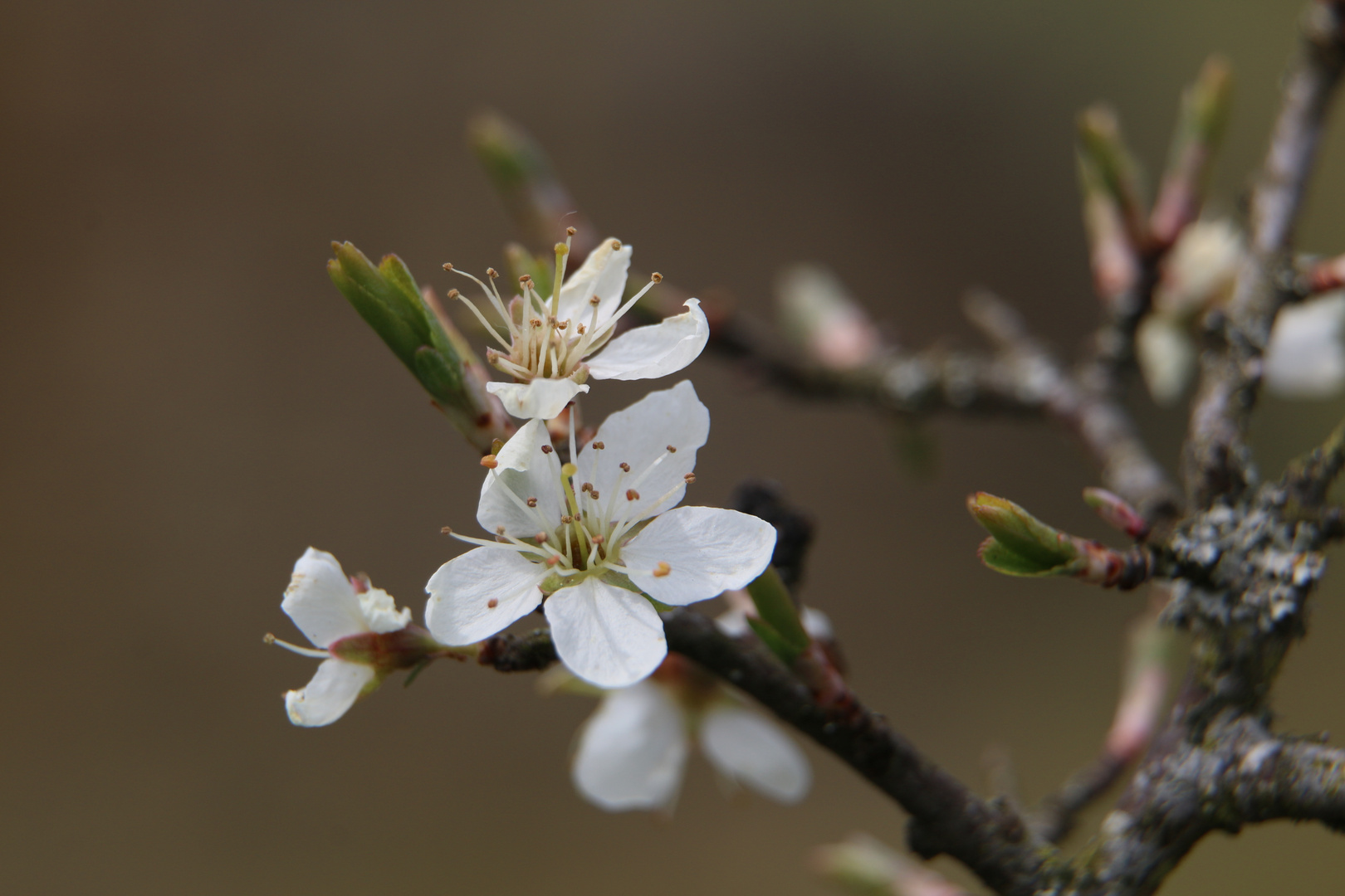 Frühling