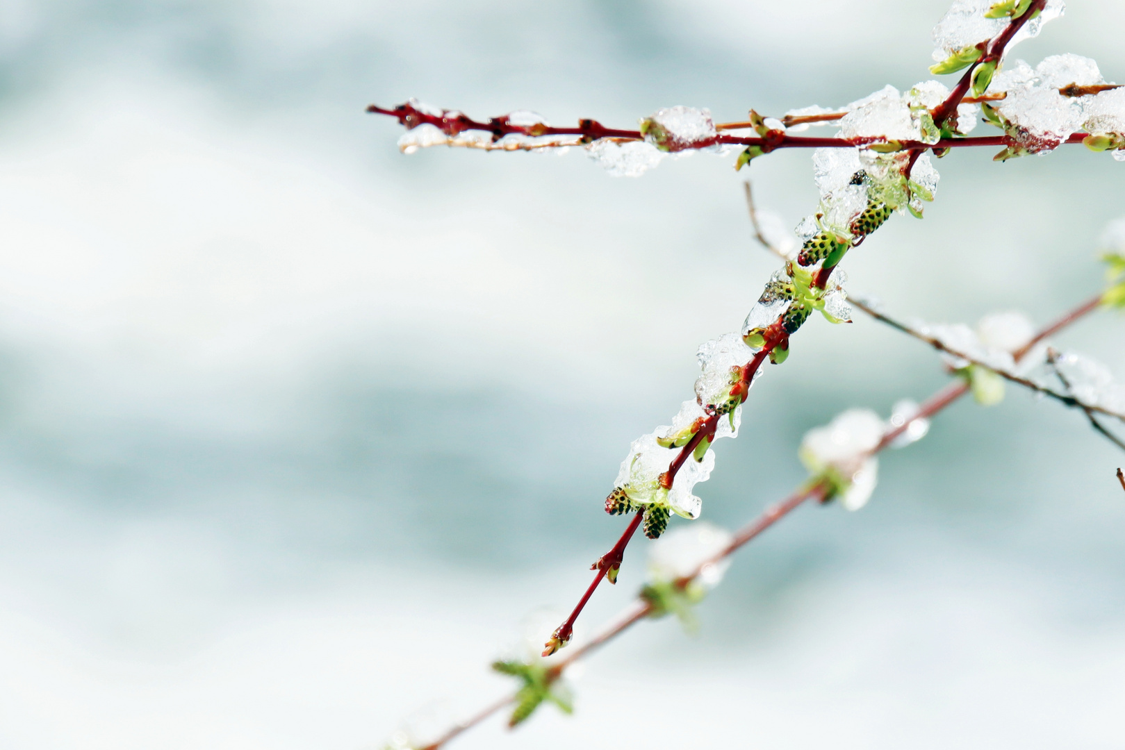 Frühling ?