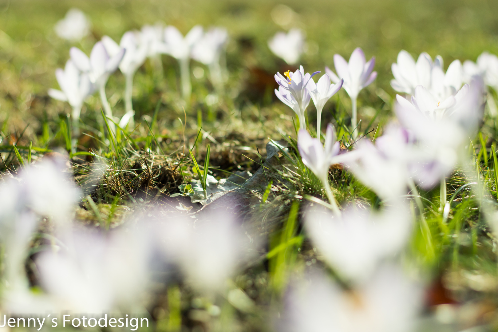 Frühling