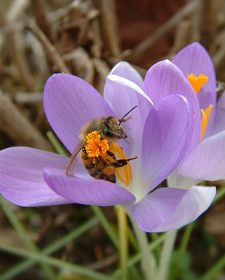 Frühling ~