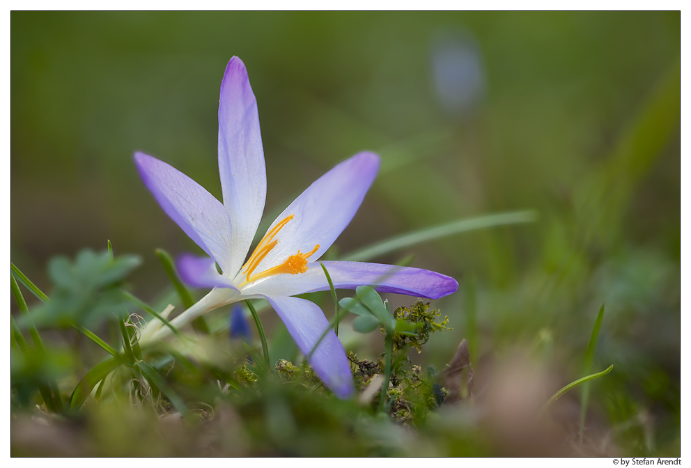 Frühling