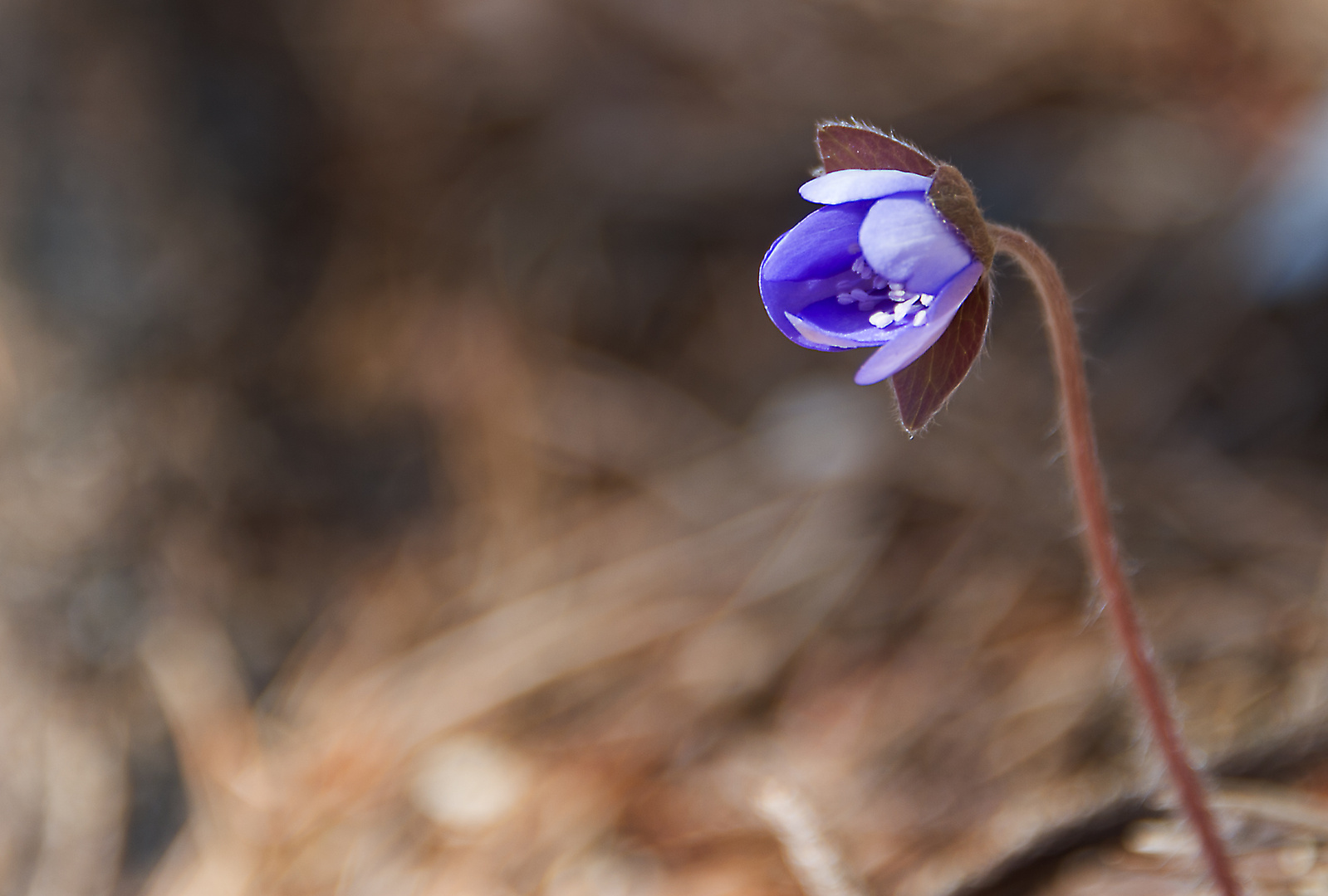 Frühling