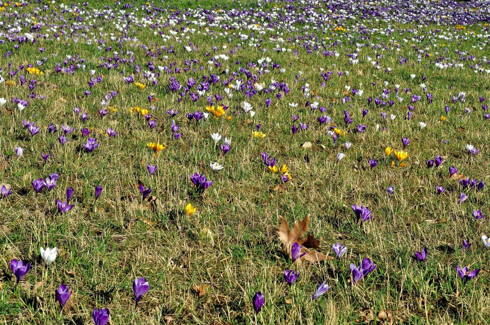 Frühling.....