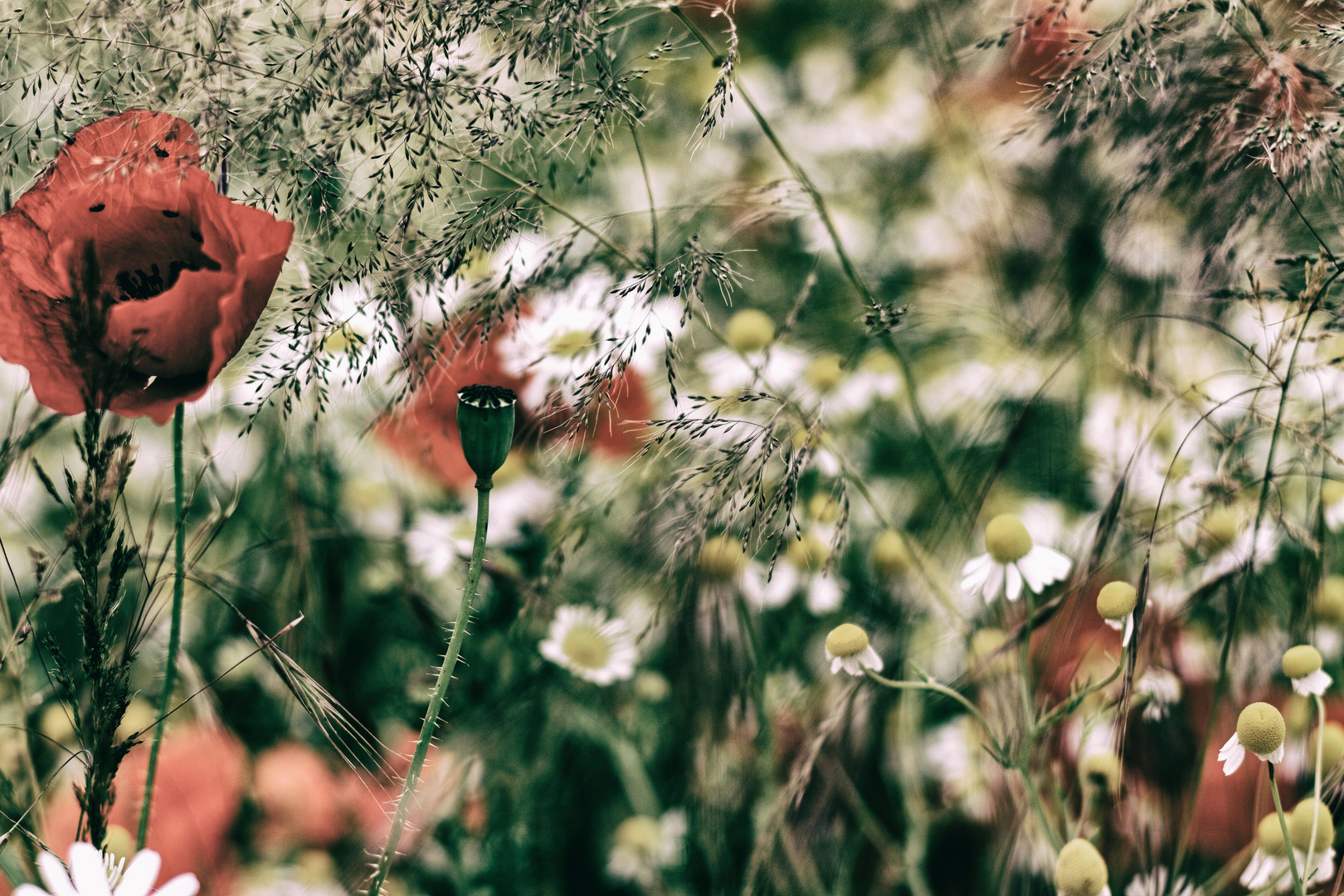 Frühling