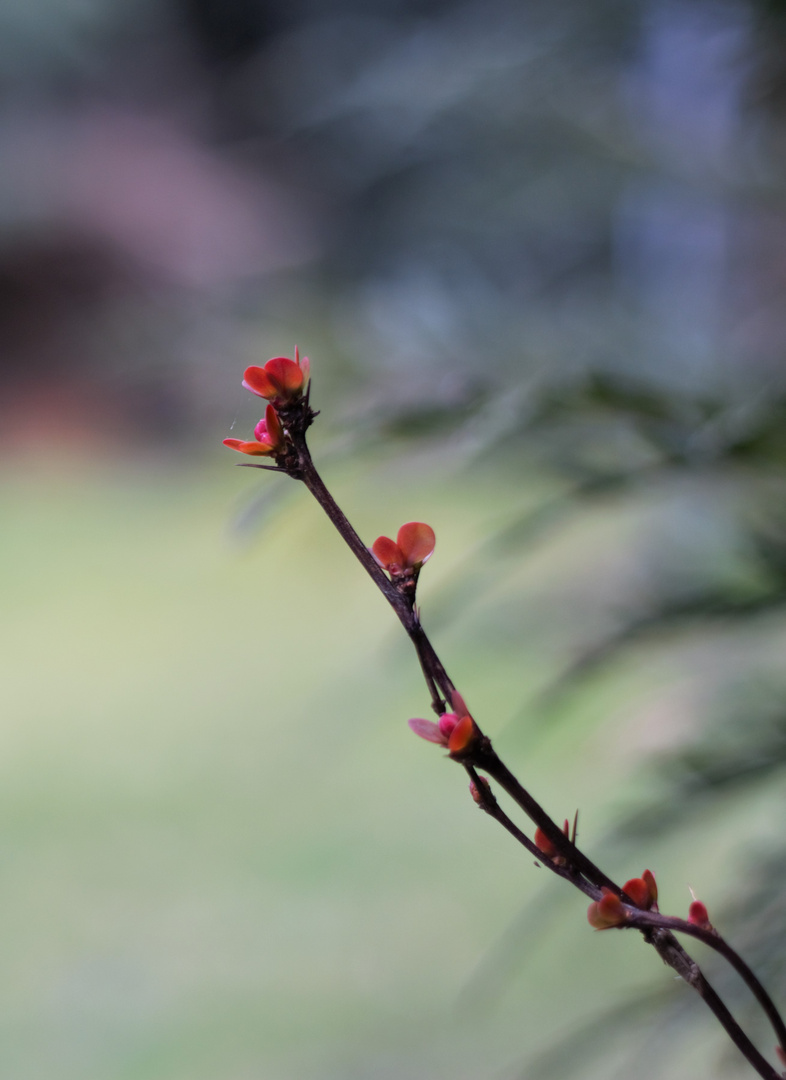 Frühling