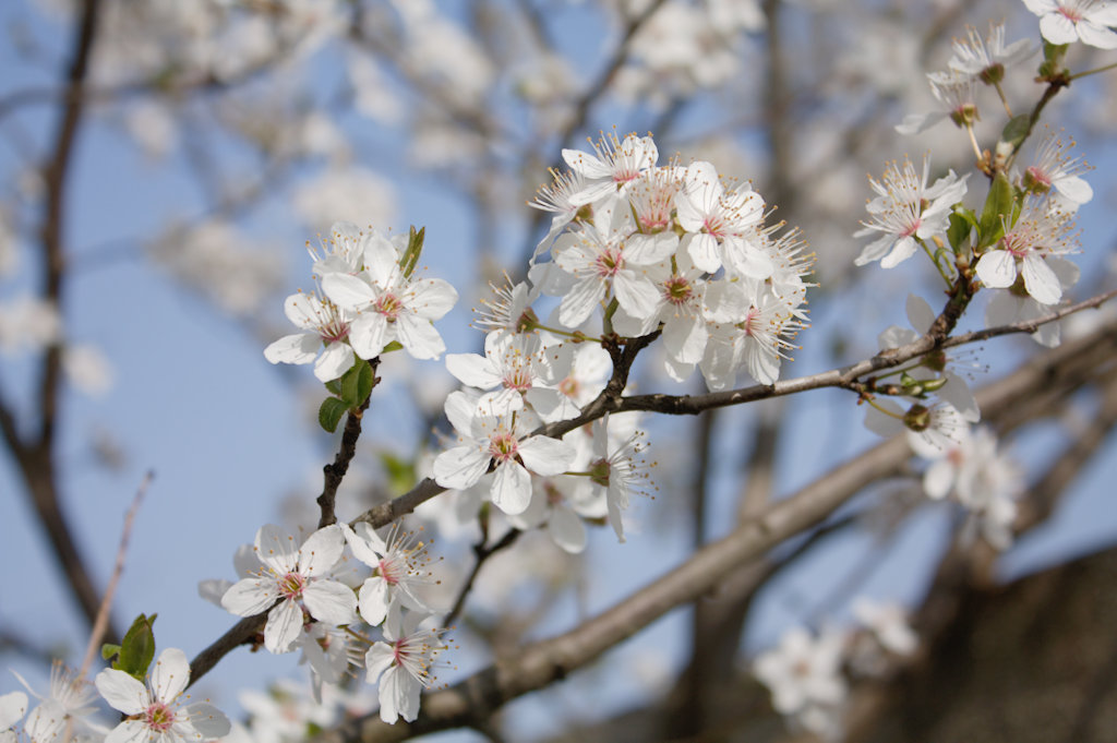 Frühling