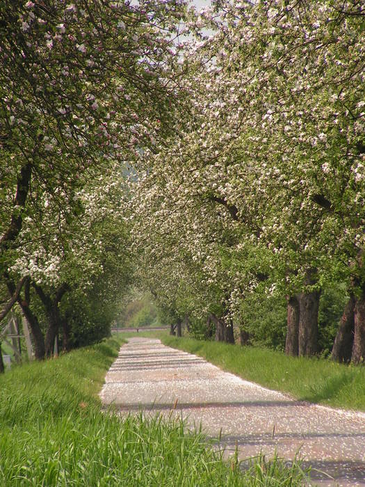 Frühling