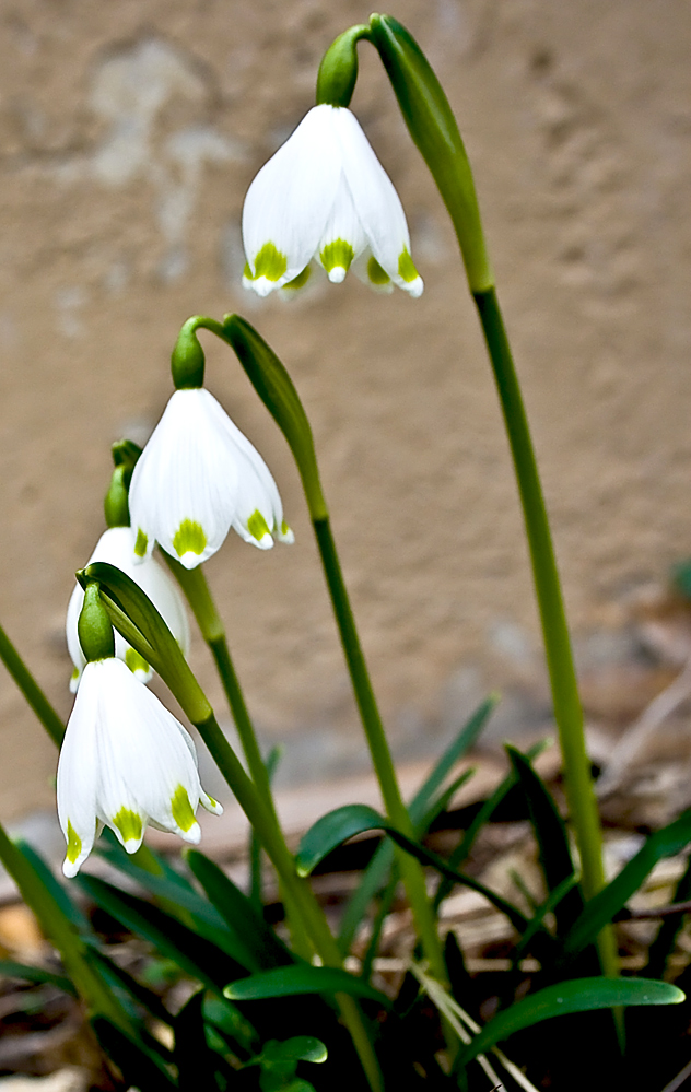 Frühling