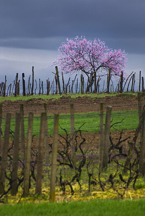 Frühling