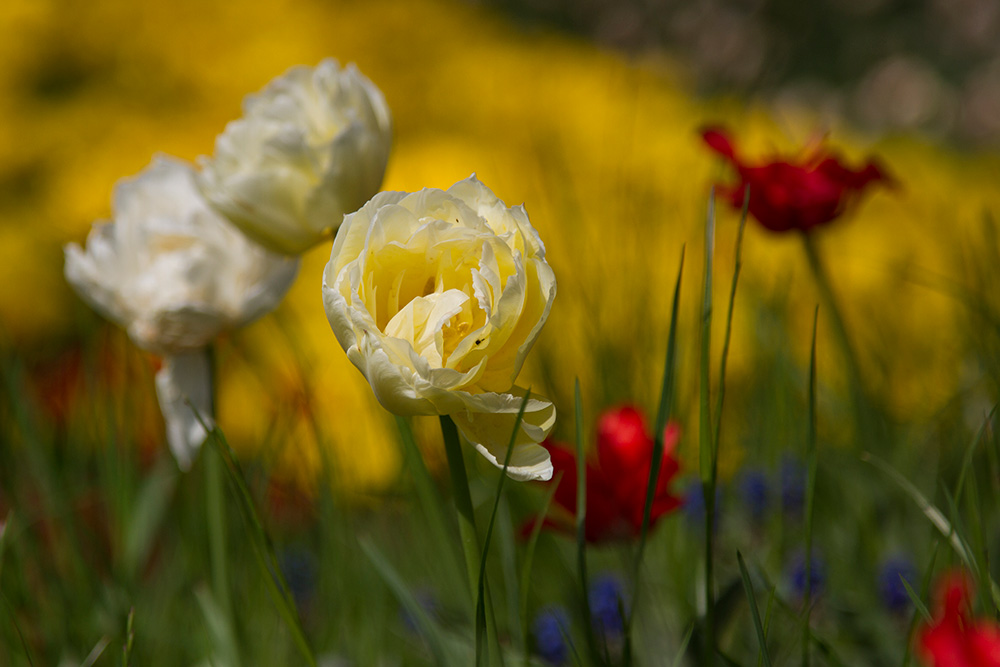 Frühling