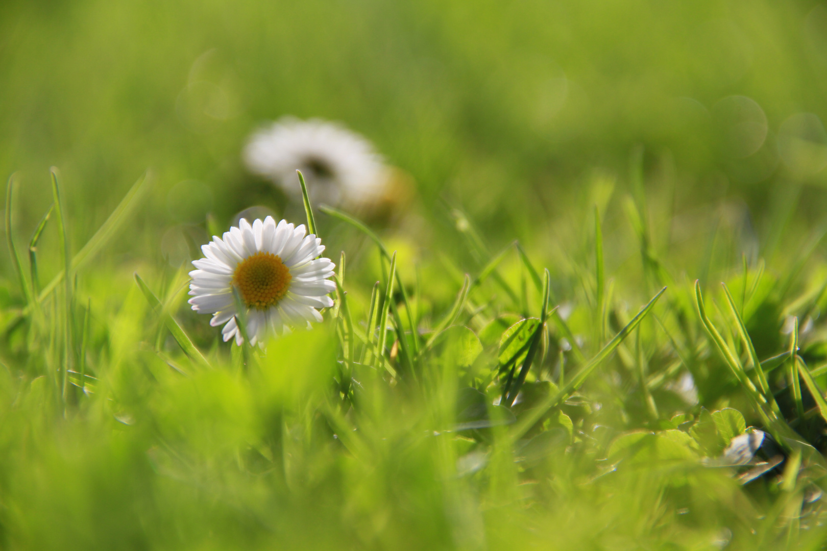 Frühling