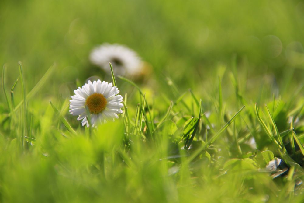 Frühling von Naemi19 