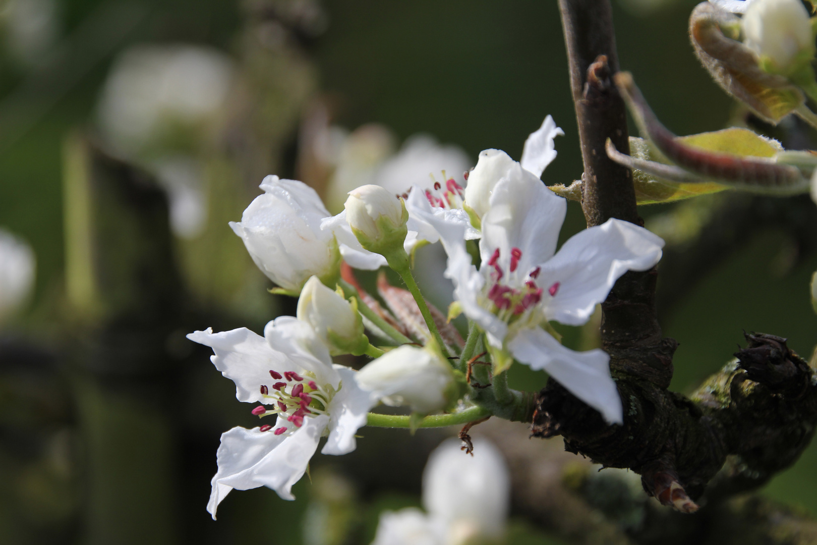 Frühling