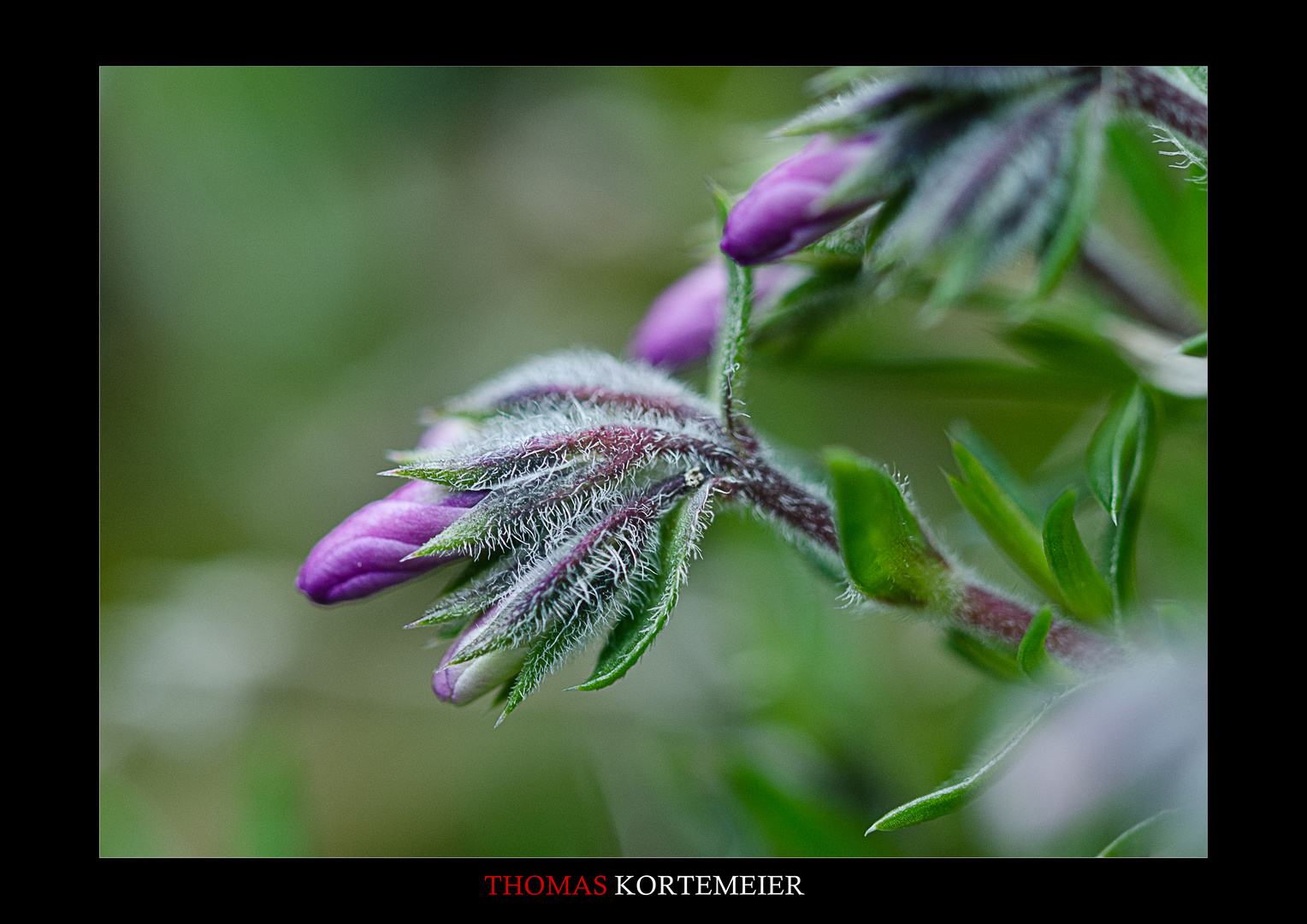 Frühling