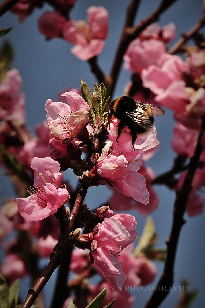 Frühling...