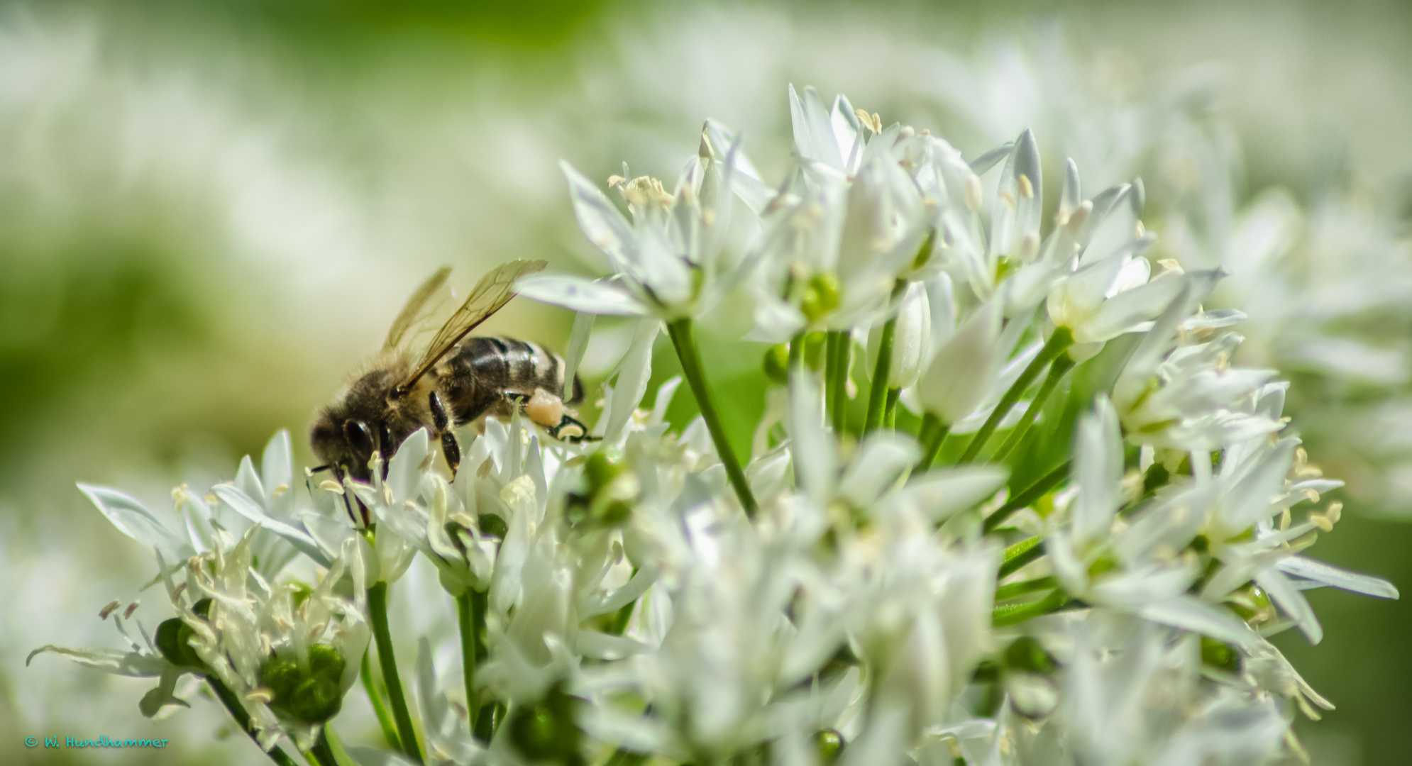 Frühling