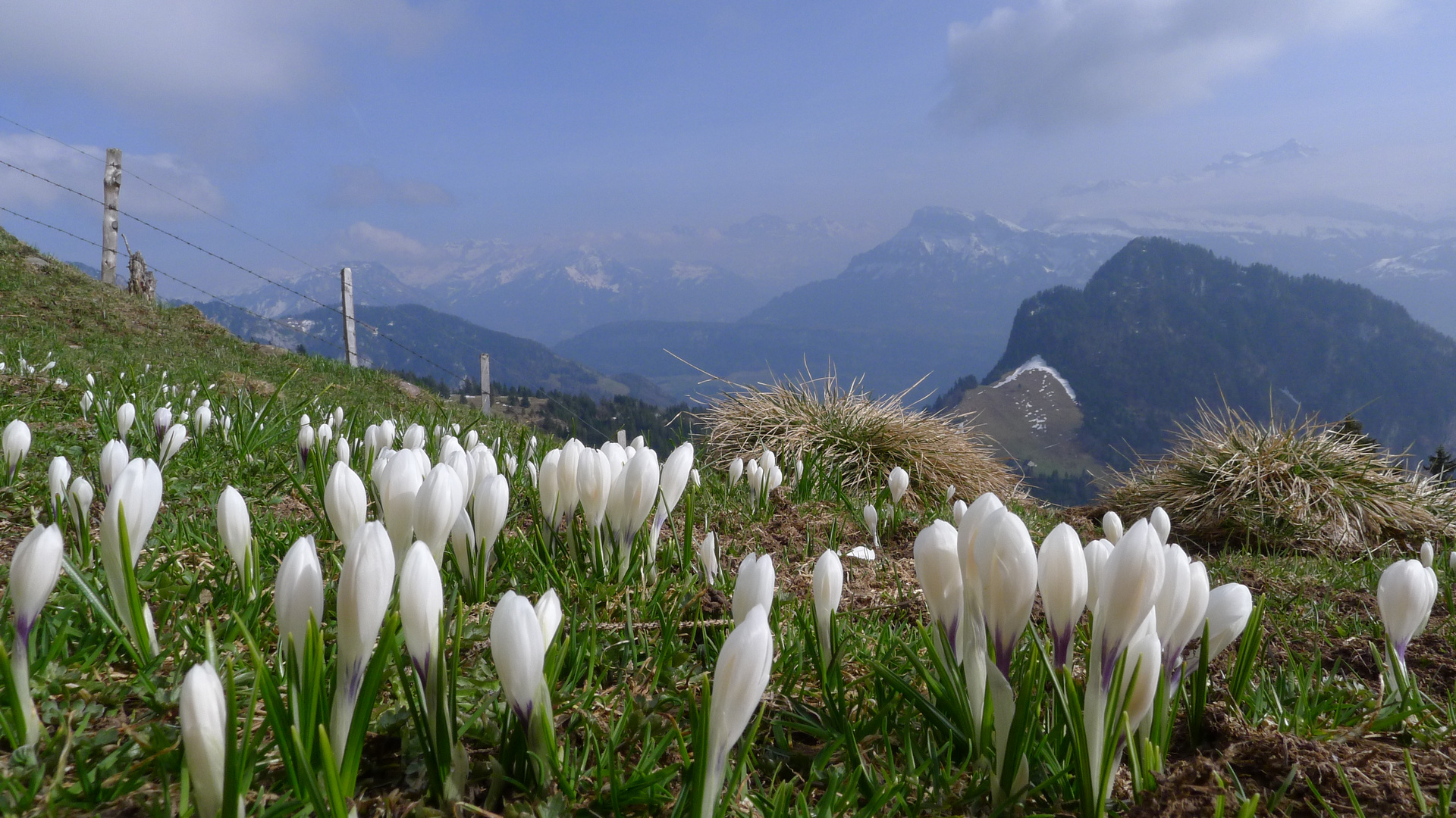 Frühling