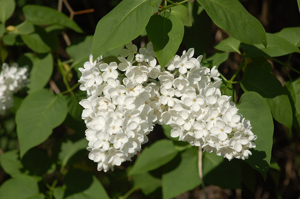 Frühling