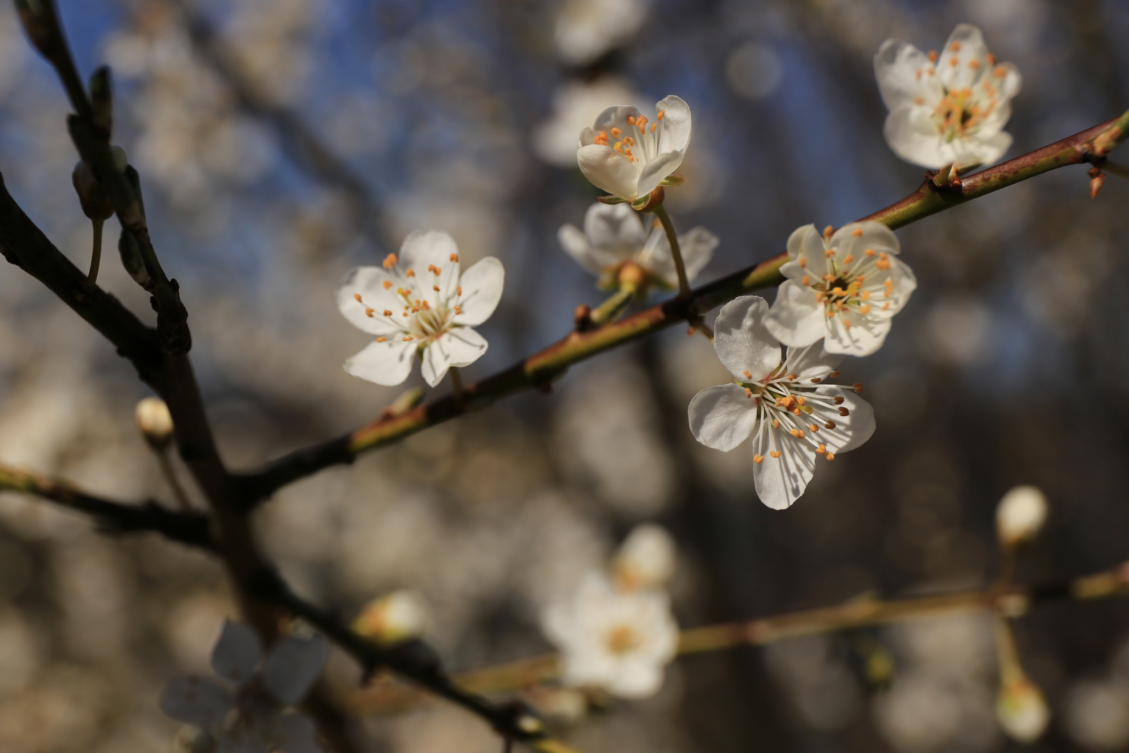 Frühling