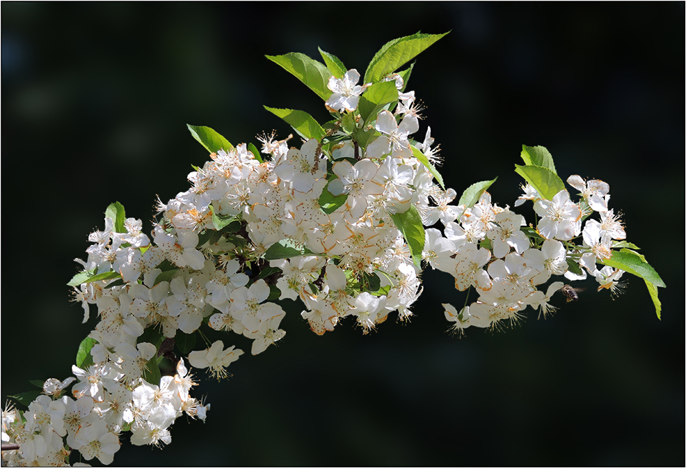 Frühling