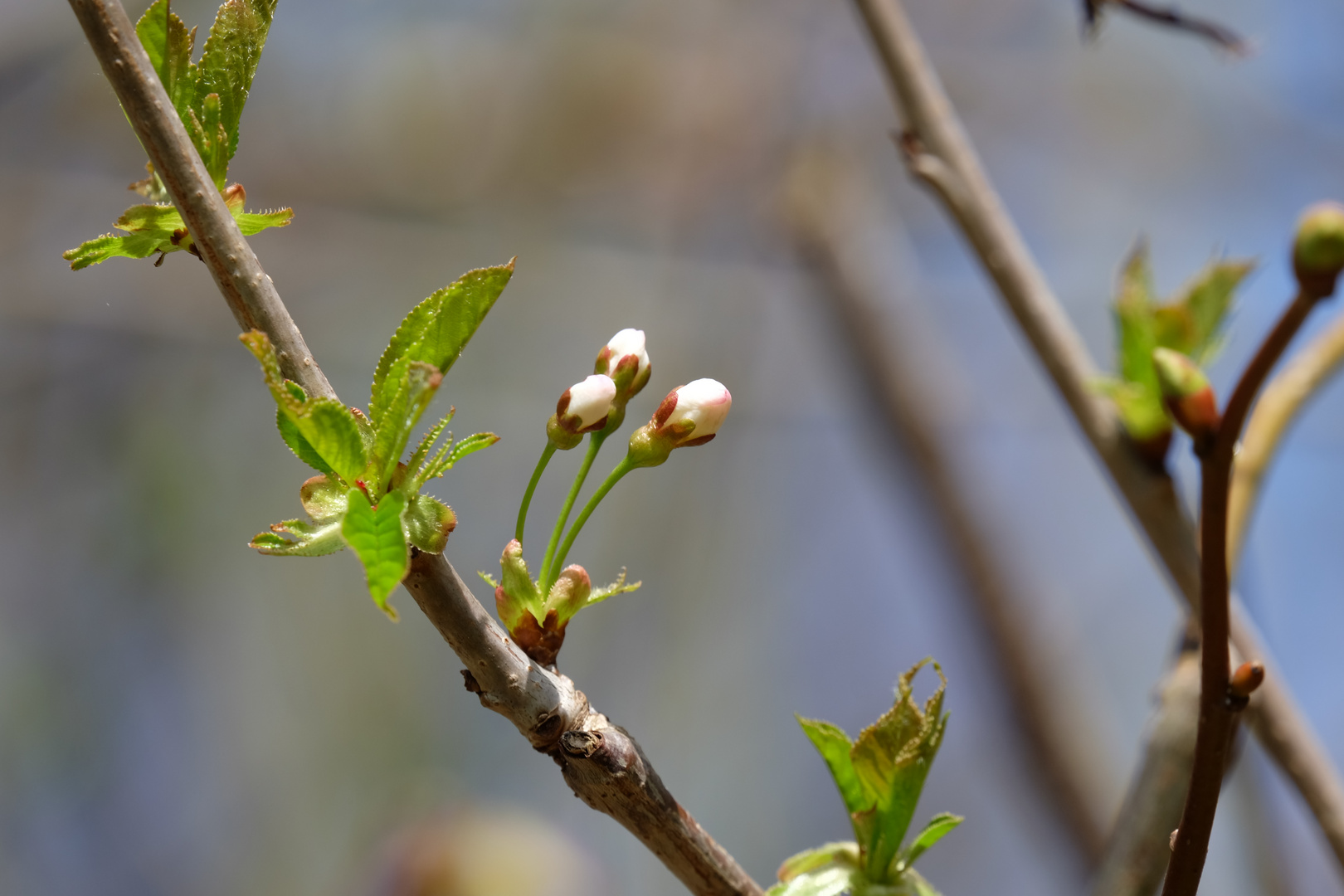 Frühling