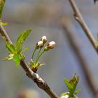 Frühling