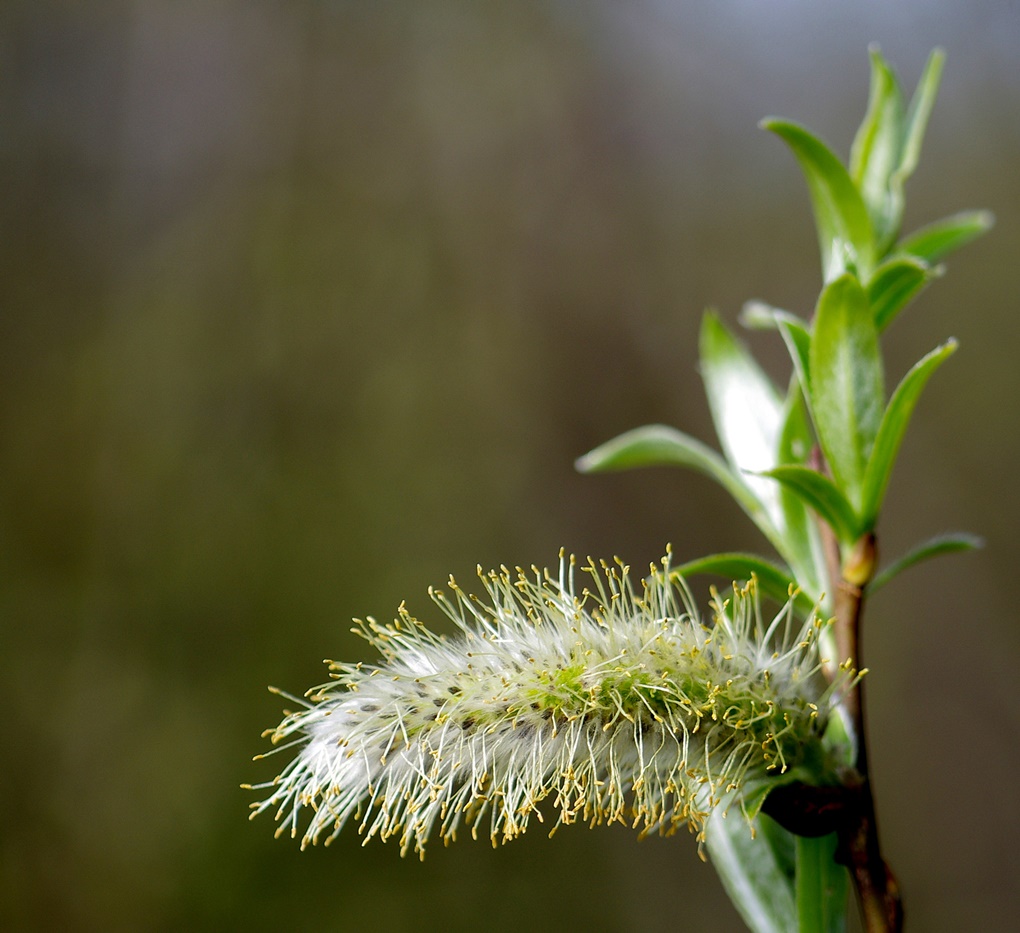 frühling