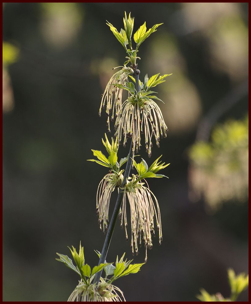 frühling