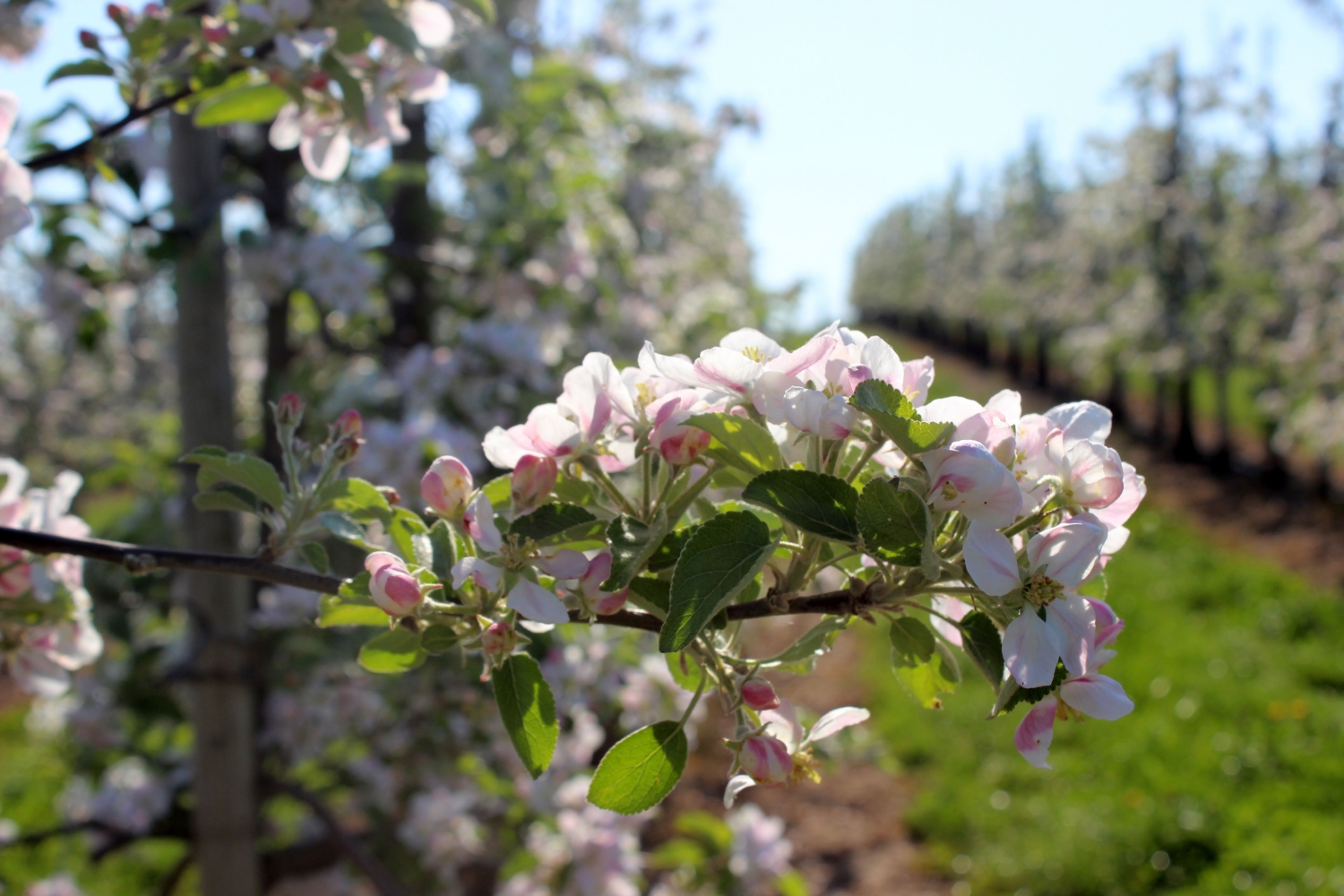 Frühling