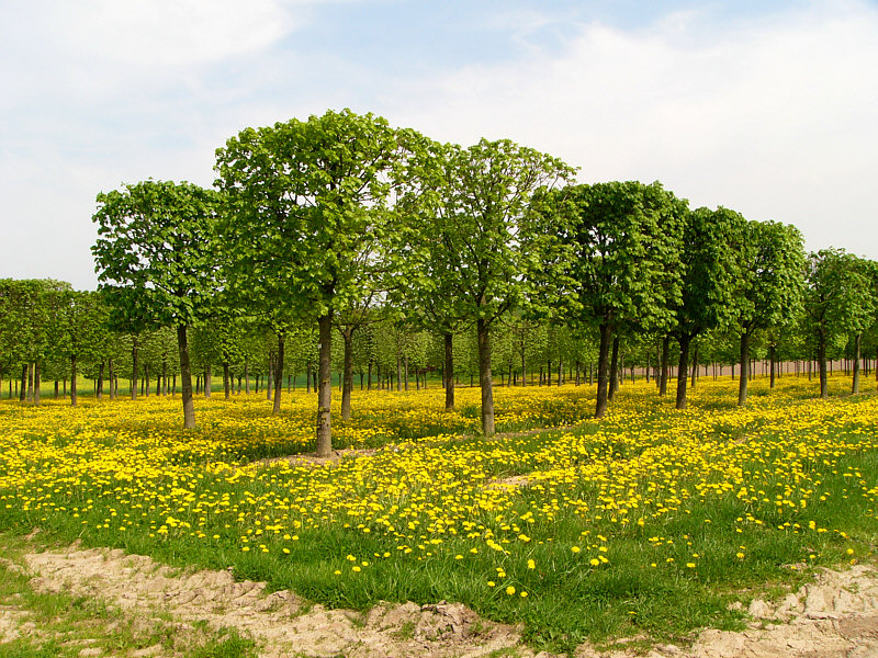 Frühling