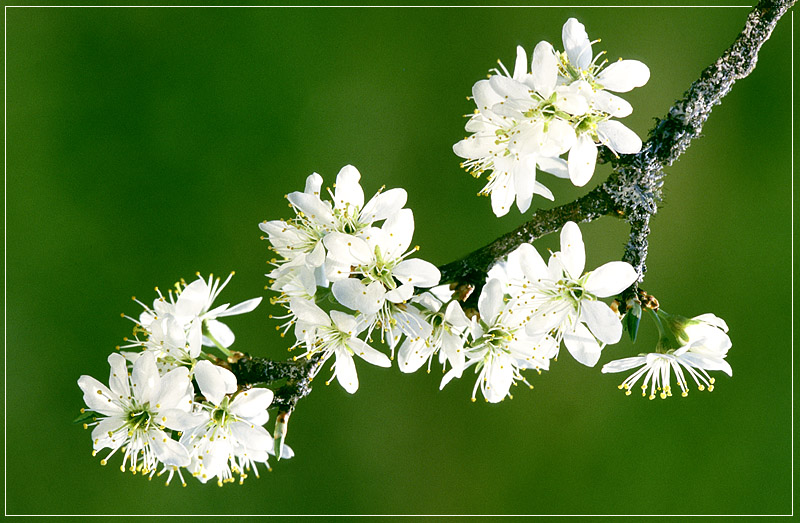 Frühling