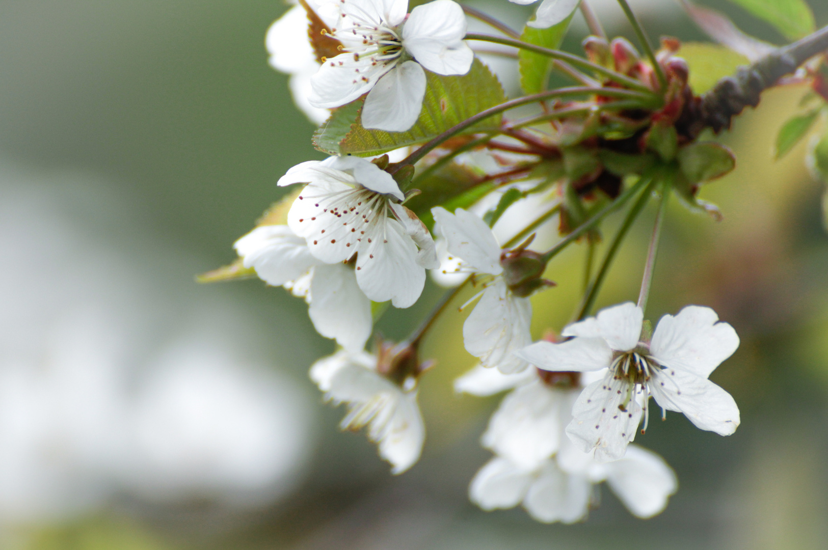 Frühling