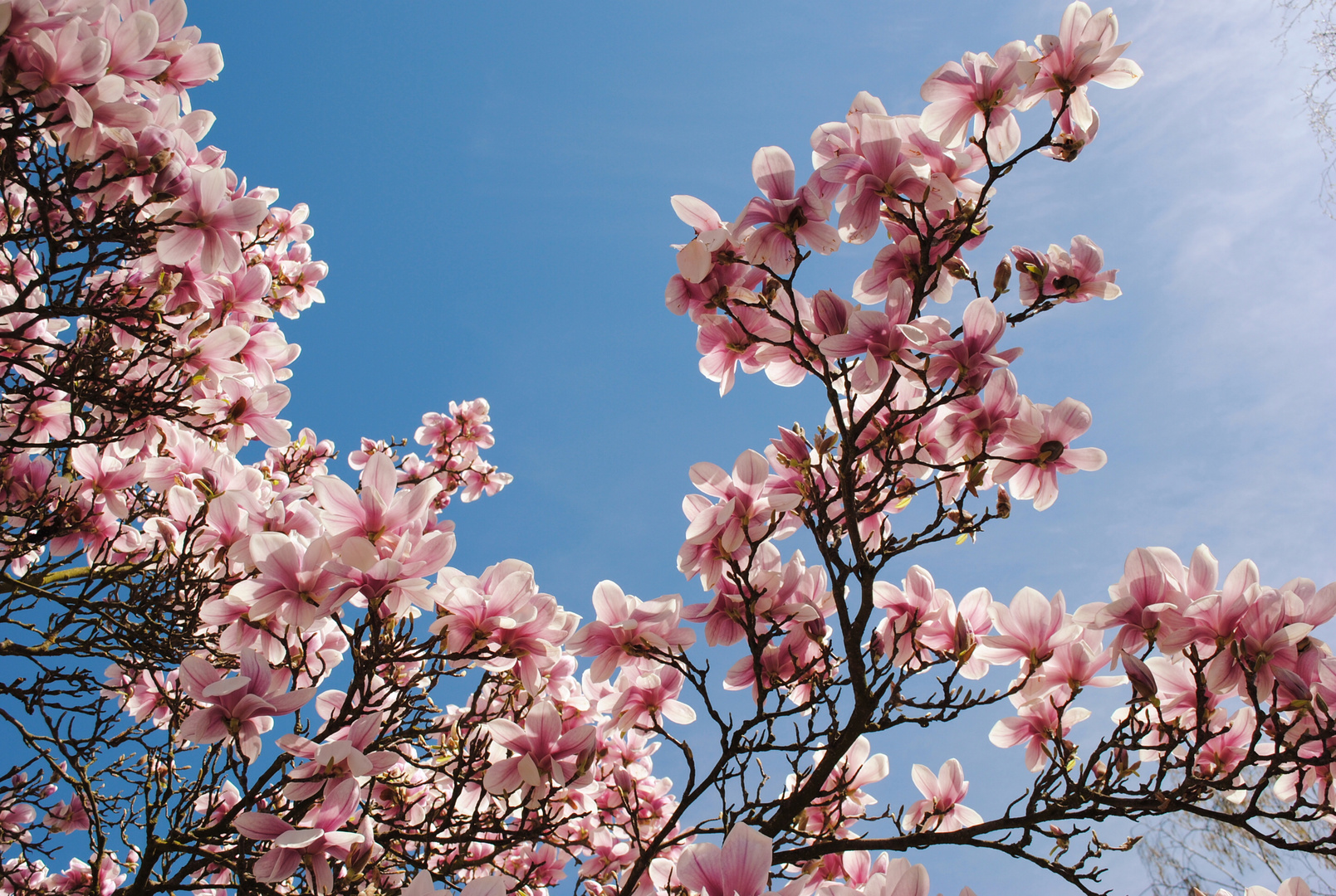 frühling :)