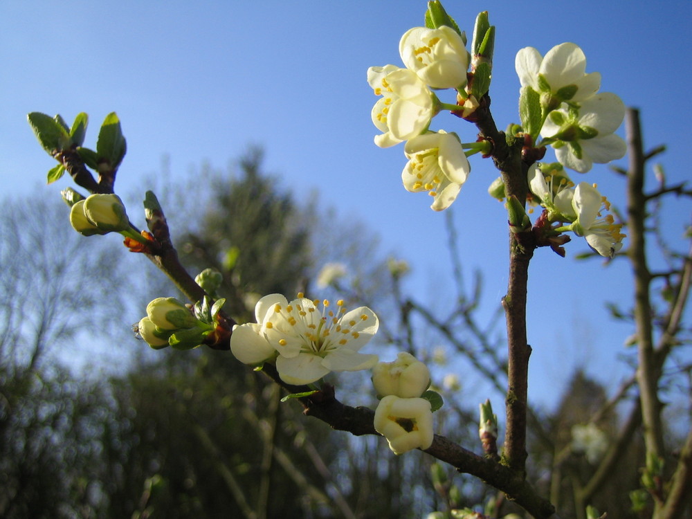 Frühling