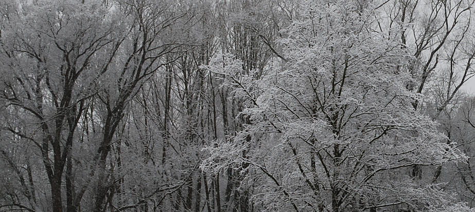 Frühling ???