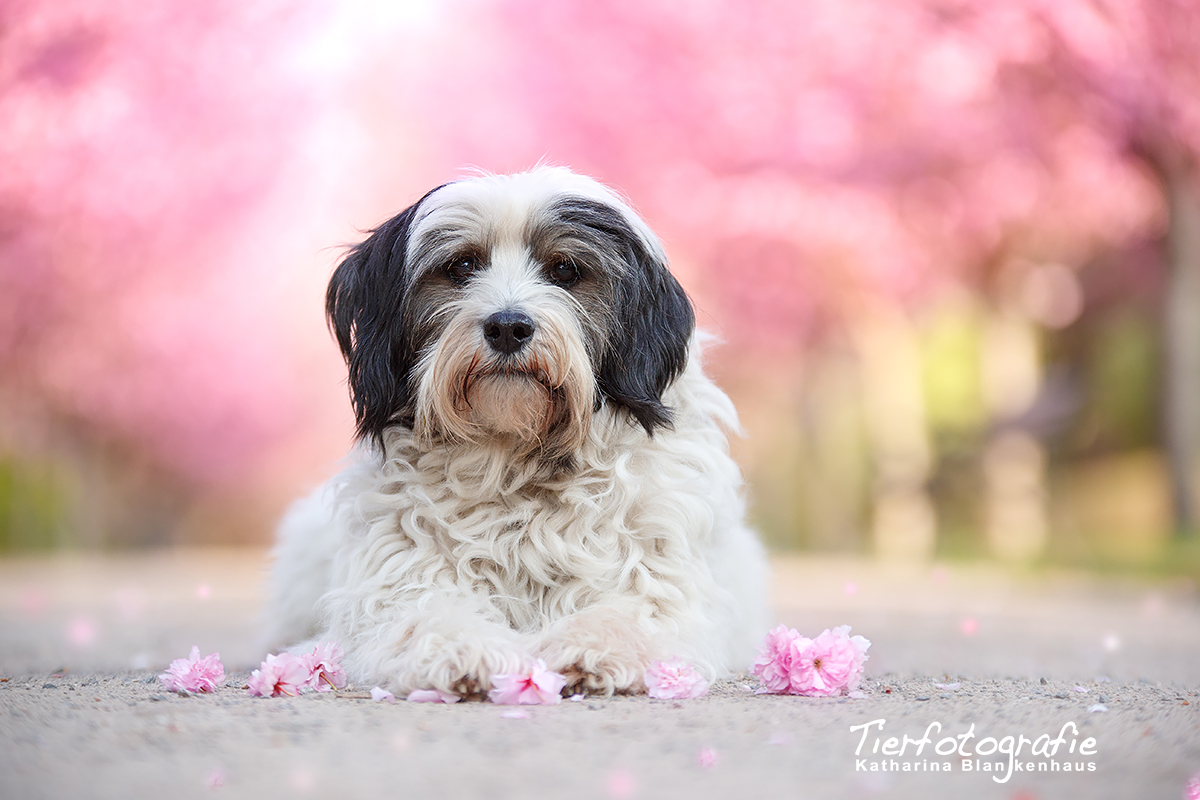 Frühling :-)