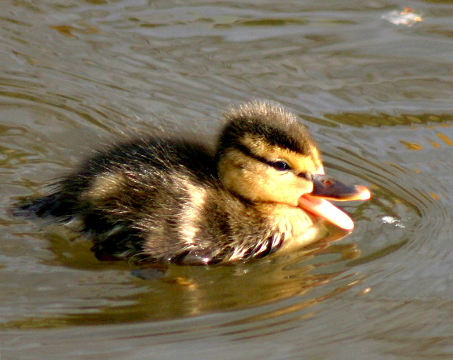 frühling